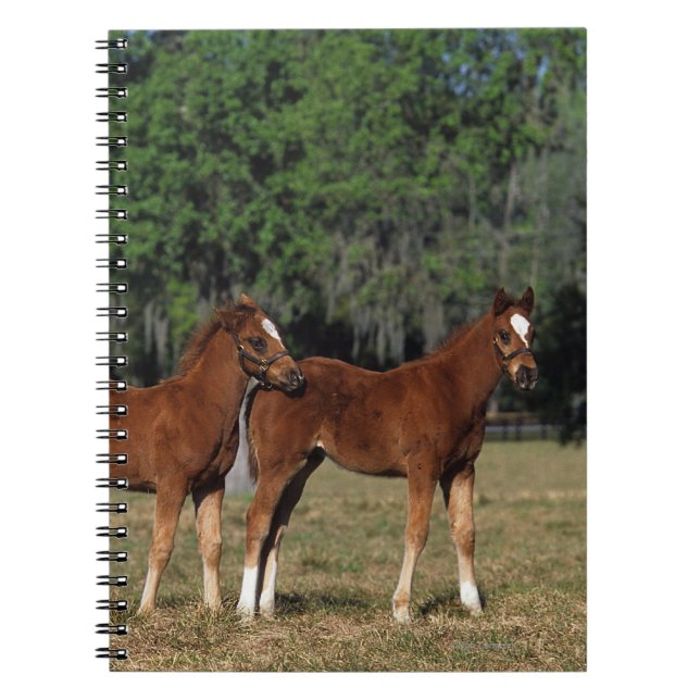 Group of Thoroughbred Foals Spiral Notebook (Front)
