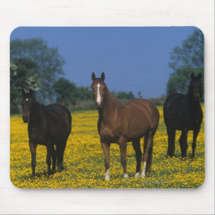 Group of Thoroughbred Horses Mouse Pad