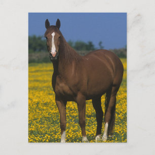 Group of Thoroughbred Horses Postcard