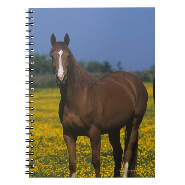 Group of Thoroughbred Horses Spiral Notebook (Front)