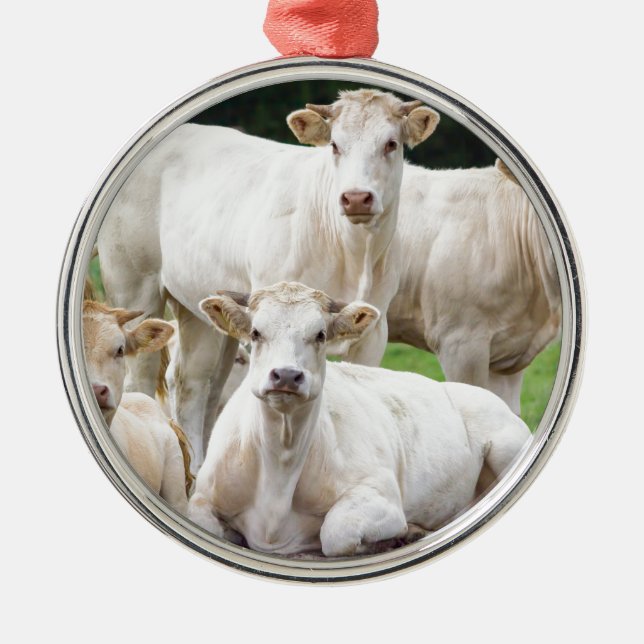 Group of white beige cows posing in meadow metal tree decoration (Front)