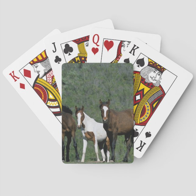 Group of Wild Mustang Horses Playing Cards (Back)