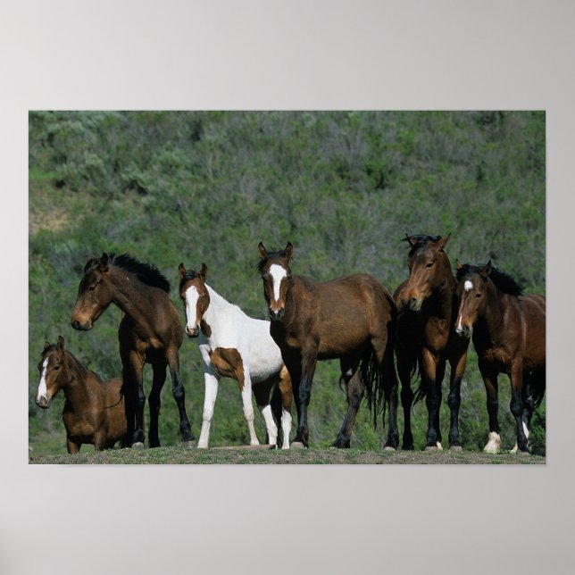 Group of Wild Mustang Horses Poster (Front)