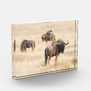 Group of  wildebeest photo block