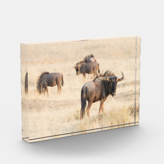 Group of  wildebeest photo block (Left)