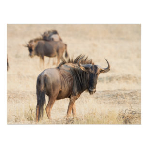 Group of wildebeest poster