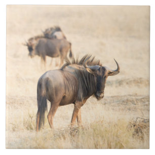 Group of wildebeest tile