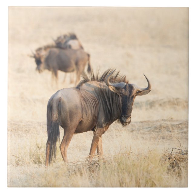 Group of wildebeest tile (Front)