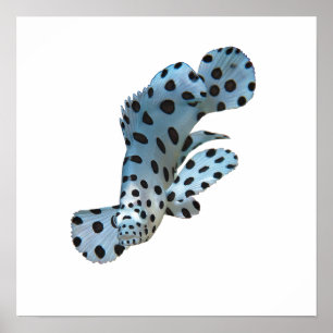 Grouper - Abstract Design - Cut out of a photo    Poster