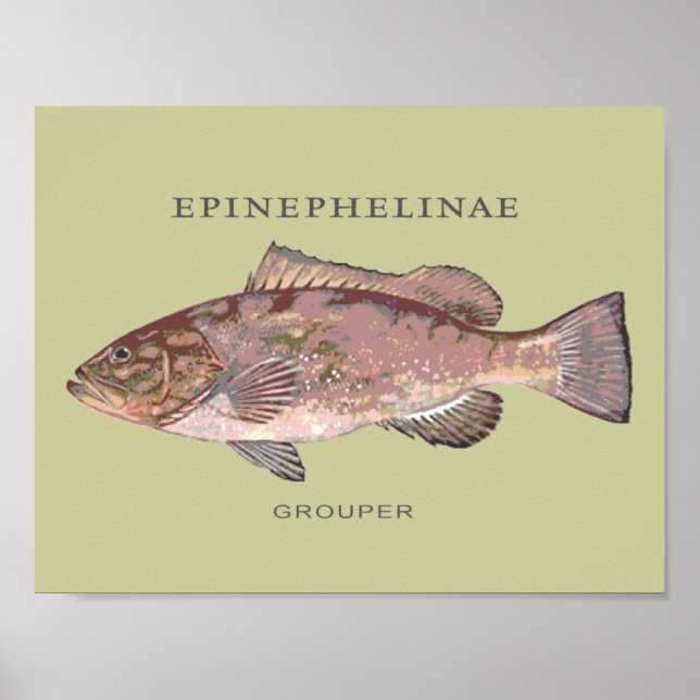 Grouper Fish Illustration Poster (Front)