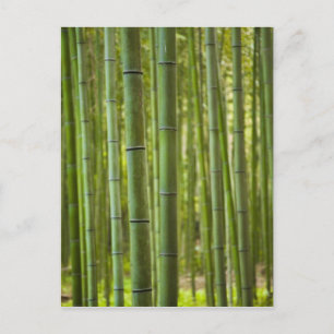 Grove of bamboo trees in forest, Arashiyama Postcard