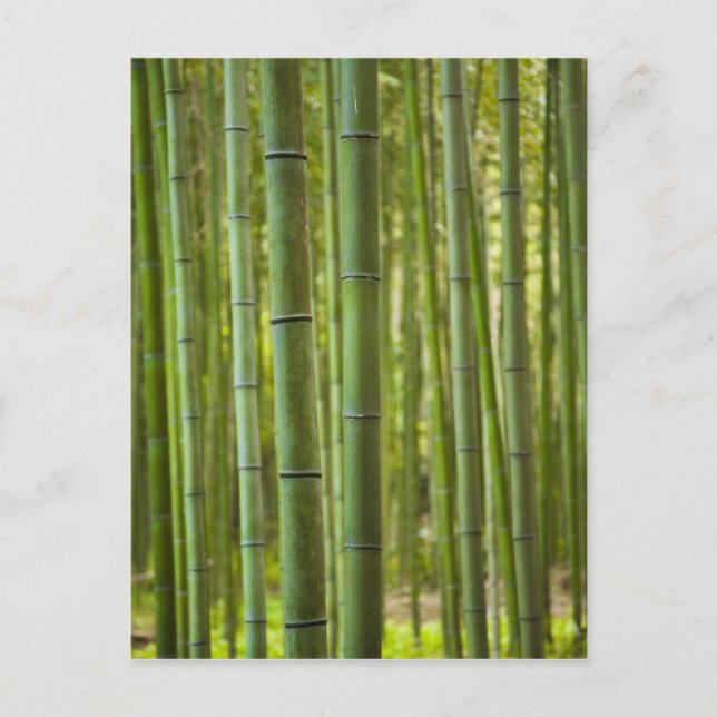 Grove of bamboo trees in forest, Arashiyama Postcard (Front)
