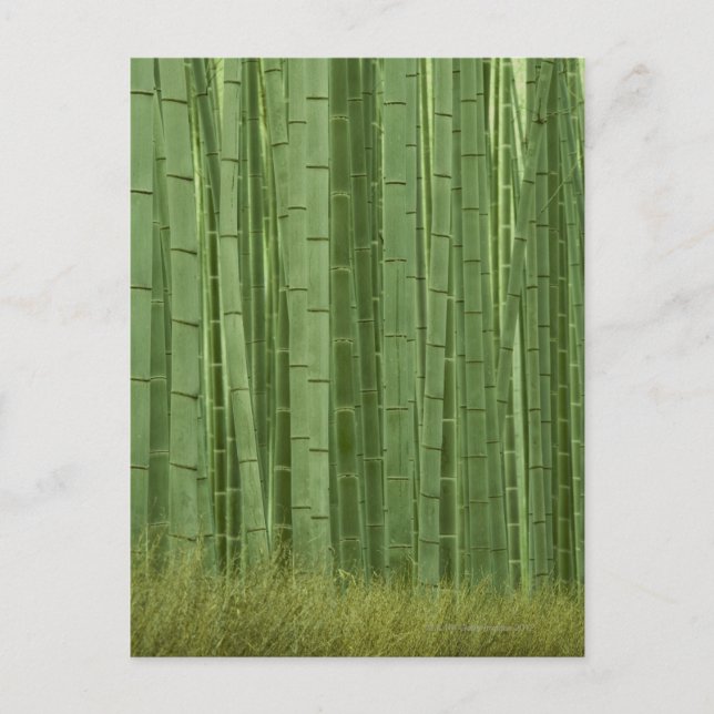 Grove of Bamboo trees Postcard (Front)