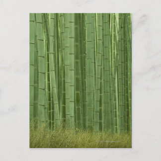 Grove of Bamboo trees Postcard