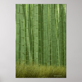 Grove of Bamboo trees Poster