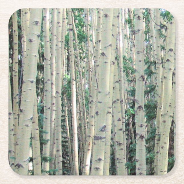 Grove of Colorado Aspen Trees Coaster (Front)