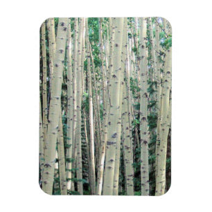 Grove of Colorado Aspen Trees - Magnet