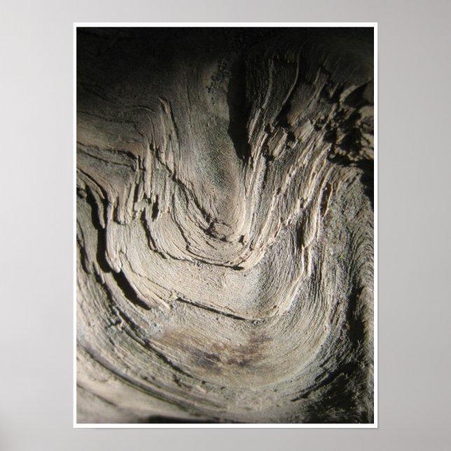 Grove of the Patriarchs Poster (Front)