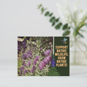 Grow Native Plants, Woodland Wildflowers Ironweed Postcard
