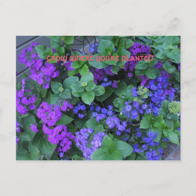 grow where you're planted postcard (Front)