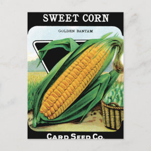 Growing Corn Postcard