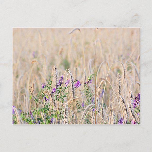 Growing Grain Postcard (Front)