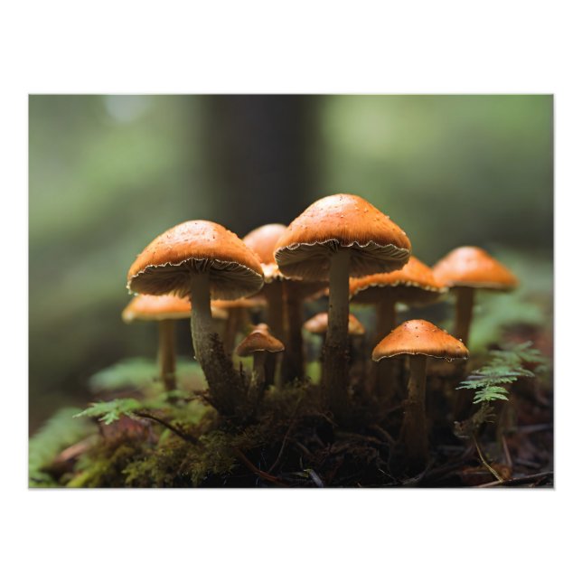 Growing mushrooms in forest photo print (Front)