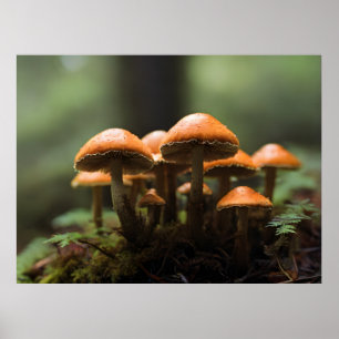 Growing mushrooms in forest poster