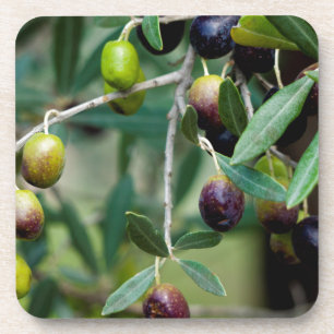 Growing Olives Coaster