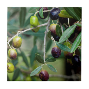 Growing Olives Tile