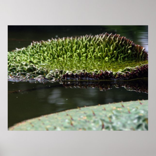 Growing pad poster (Front)