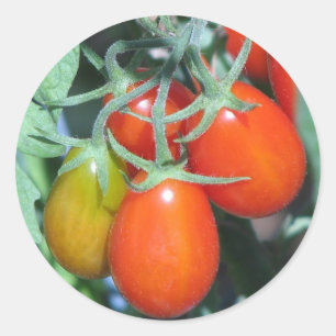 Growing Tomatoe's Classic Round Sticker
