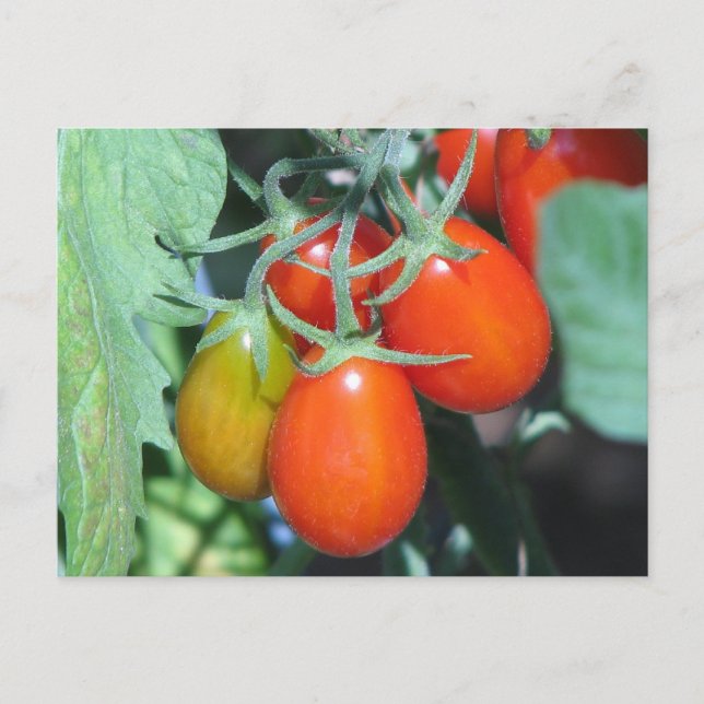 Growing Tomatoes Postcard (Front)