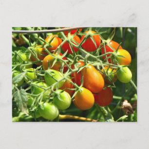 Growing Tomatoes Postcard