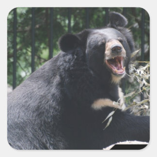 Growling Bear Stickers