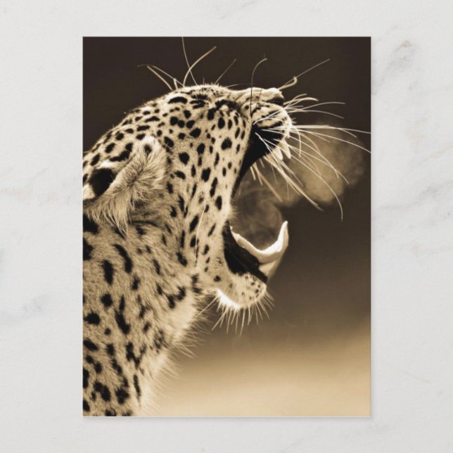 Growling Leopard Postcard (Front)