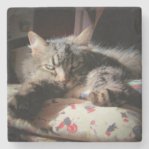 Grumpy Angel Cat is Suspicious Stone Coaster