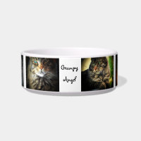 Grumpy Angel Maine Coon Cat