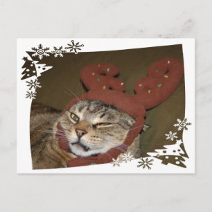 Grumpy Cat Christmas Postcard