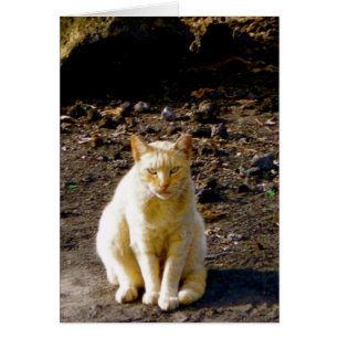 Grumpy Cat Stink Eye