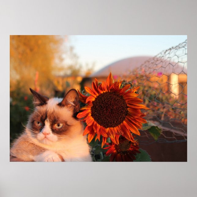Grumpy Cat Sunflower Poster (Front)