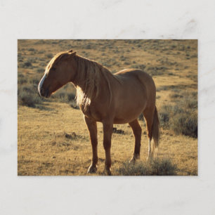 Grumpy Chestnut Postcard