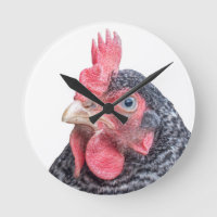 Grumpy Chicken Funny Frowning Hen Photo