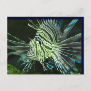 Grumpy Fish Postcard