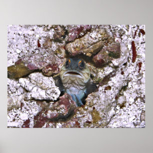 Grumpy Jawfish Poster