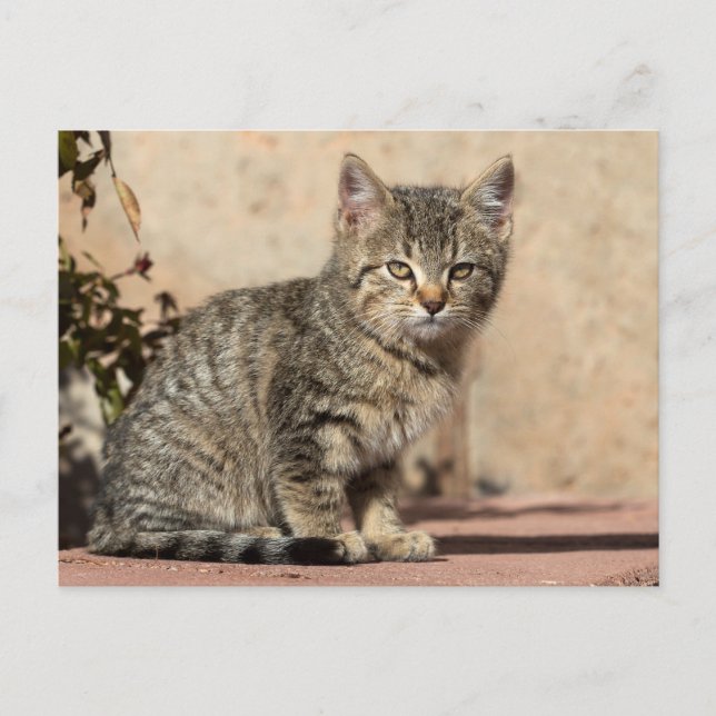 Grumpy Kitten Postcard (Front)
