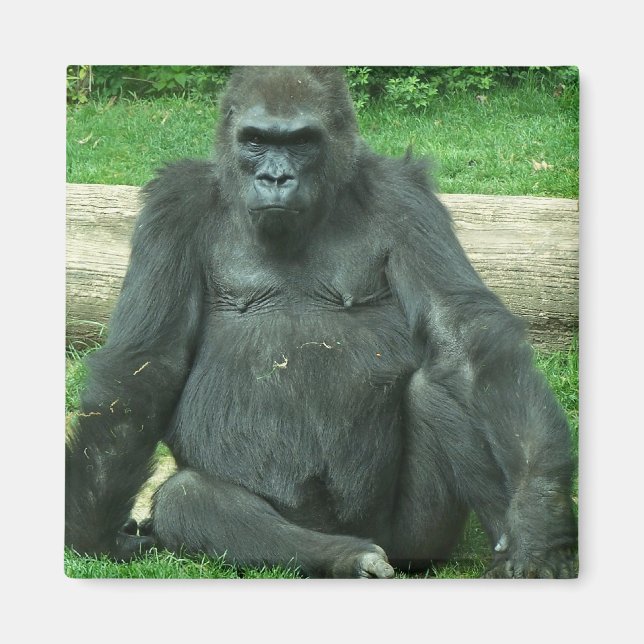 Grumpy Lowland Gorilla Magnet (Front)