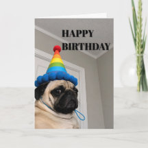 Grumpy Pug Wearing Rainbow Birthday Party Hat