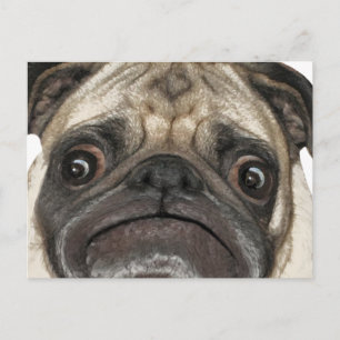 Grumpy Puggy Gifts Postcard