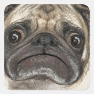 Grumpy Puggy Gifts Square Sticker